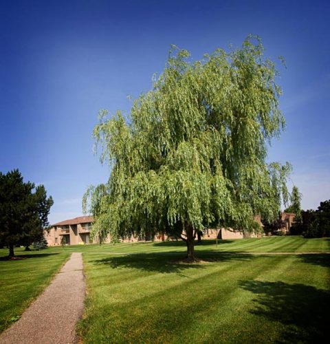 Featured image for “52 N. PLAZA BLVD, #433”